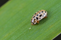 Anisosticta novemdecimpunctata