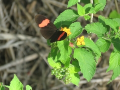 Heliconius erato adana