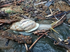 Plekocheilus glaber