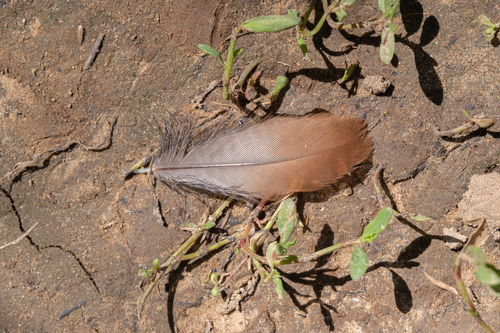 Plume de Râle des genêts