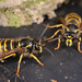 Saxon Wasp - Photo (c) Gilles San Martin, some rights reserved (CC BY-SA), uploaded by Gilles San Martin