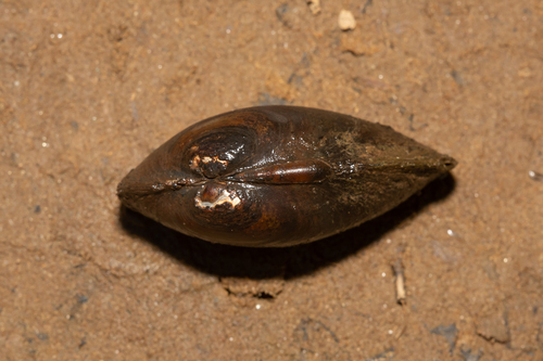 Thick-shelled Mussel