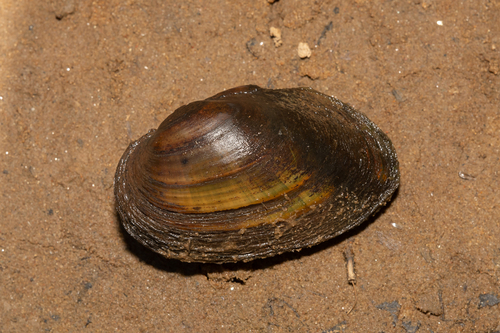 Thick-shelled Mussel