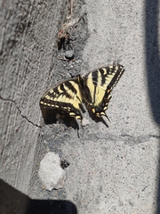 Papilio canadensis