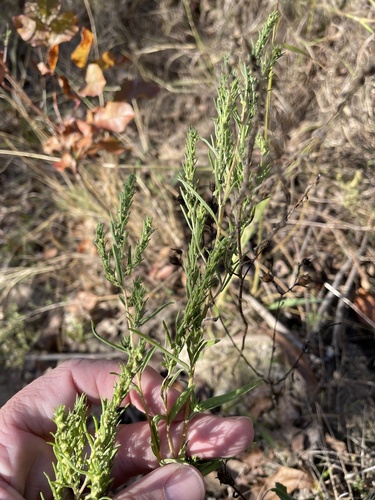 Image of Iva angustifolia by (c) Sam Kieschnick, some rights reserved (CC BY)