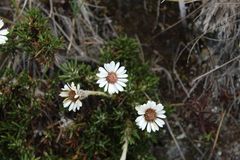 Linochilus colombianus