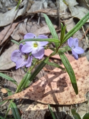 Veronica gracilis, photograph grandmalib, CC BY, iNaturalist via GBIF