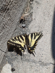 Papilio canadensis