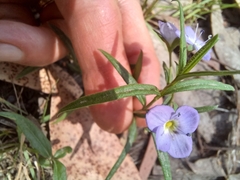 Veronica gracilis, photograph grandmalib, CC BY, iNaturalist via GBIF