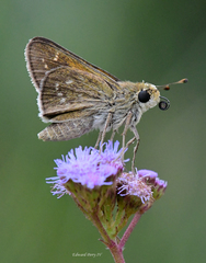 Hesperia attalus slossonae
