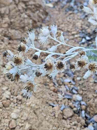 Image of Hazardia detonsa by no rights reserved