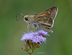 Hesperia attalus slossonae