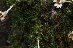 Linochilus colombianus