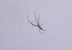 Trichonephila clavata