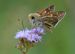 Hesperia attalus slossonae