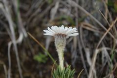 Linochilus colombianus