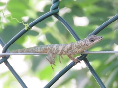 Anolis aeneus