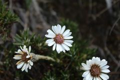 Linochilus colombianus