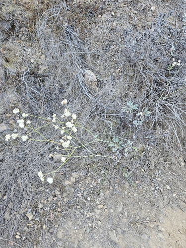Image of Eriogonum grande by no rights reserved