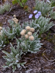 Antennaria lanata