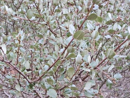 Image of Ceanothus megacarpus by no rights reserved