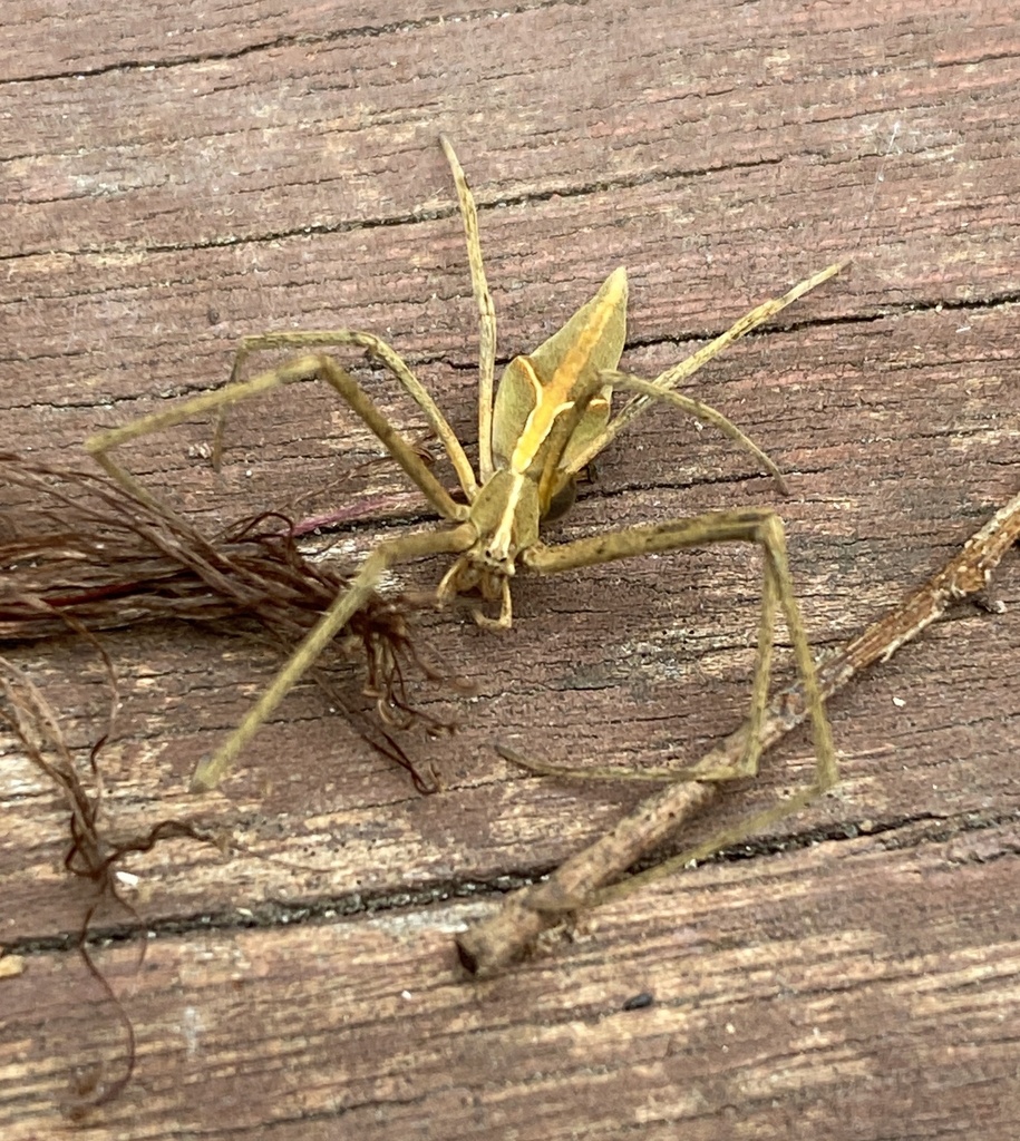 Menneus nemesio