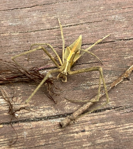 Avella despiciens