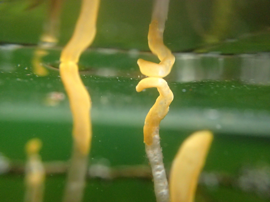 Mitrula borealis