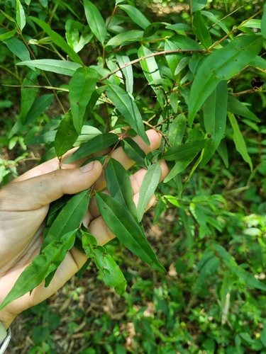 Psidium kennedyanum, 2024-10-28