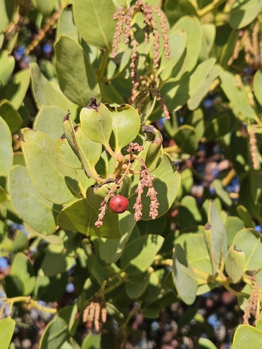 Image of Arctostaphylos insularis by no rights reserved