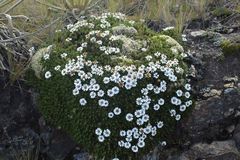 Linochilus colombianus