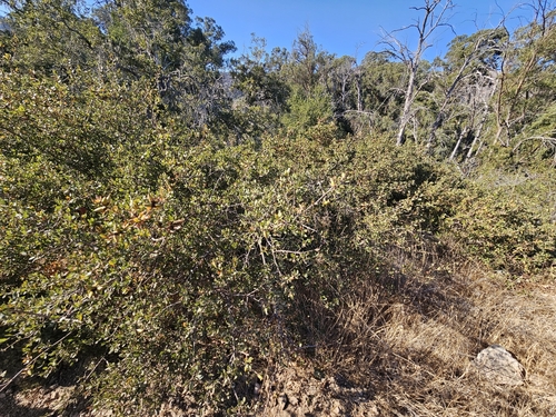 Image of Quercus pacifica by no rights reserved