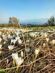 Crocus caspius, photograph (c) Emad Tahaei, some rights reserved (CC BY)