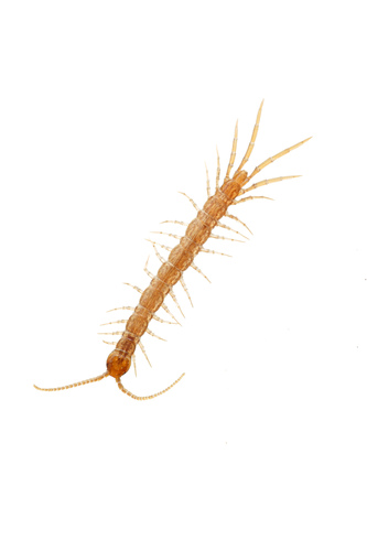 Nothembius insulae
