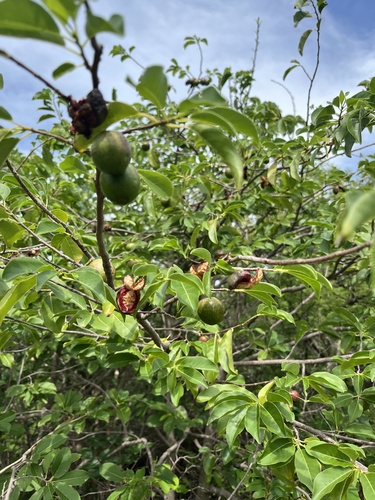 Jumbie guava (Casearia tremula)