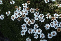 Linochilus colombianus