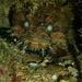 Bocon Toadfish - Photo (c) Mike G. Rutherford, some rights reserved (CC BY-NC), uploaded by Mike G. Rutherford