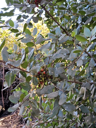 Image of Rhamnus pirifolia by no rights reserved