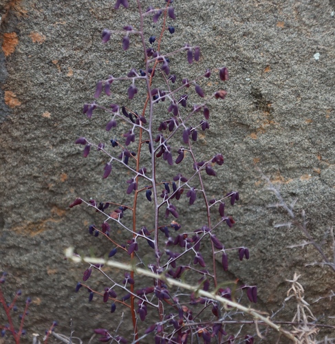 Image of Pellaea rufa by (c) Tony Rebelo, some rights reserved (CC BY-SA)