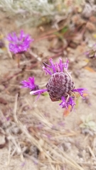 Monardella sinuata nigrescens