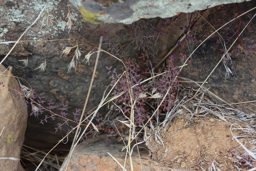 Image of Pellaea rufa by (c) Tony Rebelo, some rights reserved (CC BY-SA)