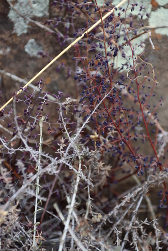 Image of Pellaea rufa by (c) Tony Rebelo, some rights reserved (CC BY-SA)
