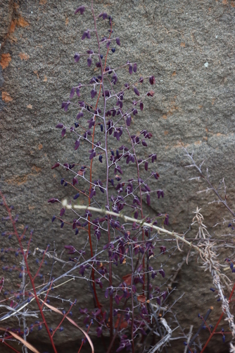 Image of Pellaea rufa by (c) Tony Rebelo, some rights reserved (CC BY-SA)