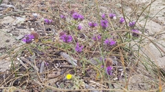 Monardella sinuata nigrescens