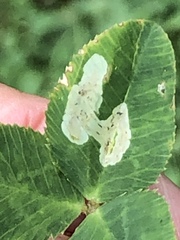 Liriomyza fricki