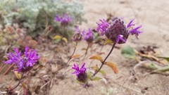 Monardella sinuata nigrescens