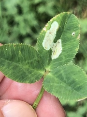Liriomyza fricki