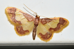 Idaea basinta