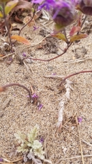 Monardella sinuata nigrescens