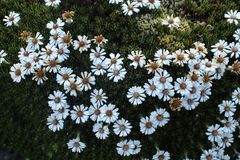 Linochilus colombianus